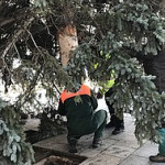 Kroměříž - Vánoční strom už stojí na Velkém náměstí